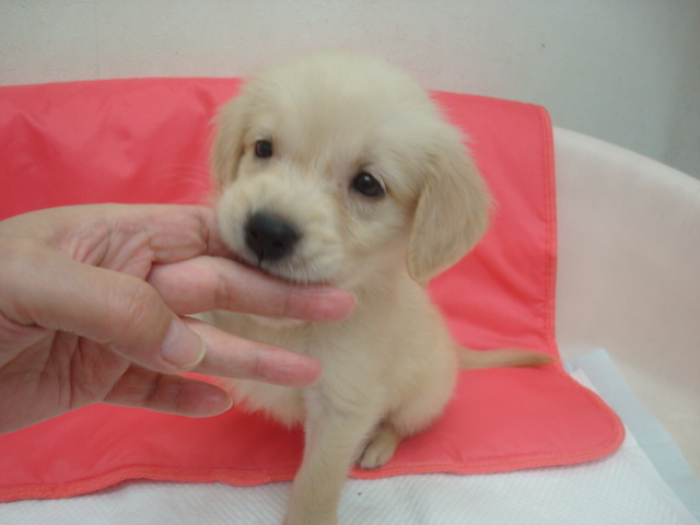 ゴールデンレトリバー子犬譲ります