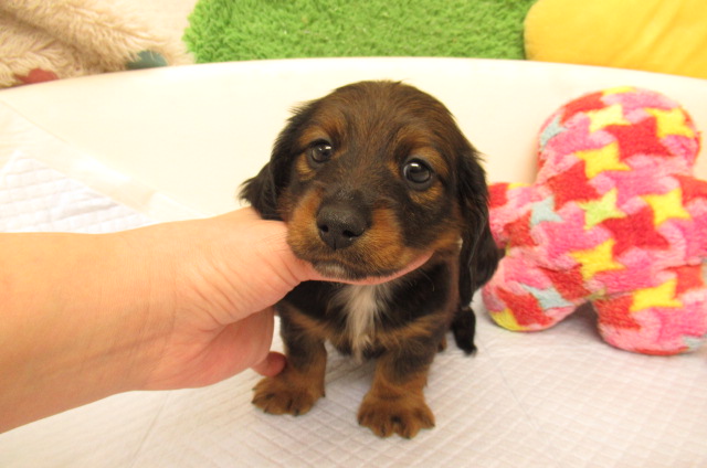 ミニチュアダックス ブリーダー子犬出産情報 ミニチュアダックス子犬 