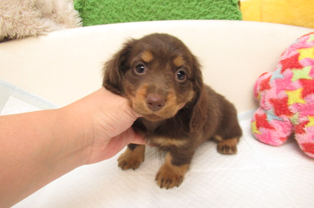 ミニチュアダックス ブリーダー子犬出産情報 ミニチュアダックス