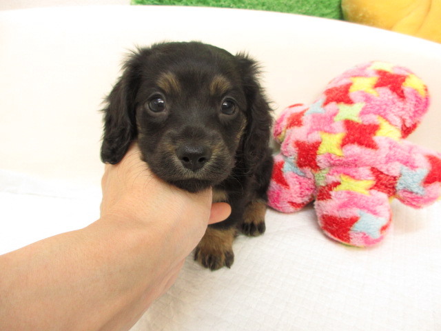 ミニチュアダックス ブリーダー子犬出産情報 ミニチュアダックス
