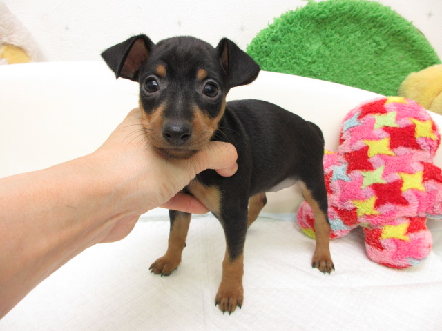 ミニチュアピンシャー ブリーダー子犬出産情報 ミニチュアピンシャー