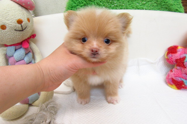 ポメラニアン ブリーダー子犬出産情報 ポメラニアン子犬販売通販