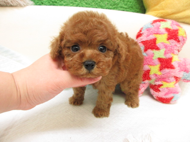 子犬ブリーダー オレンジハウス トイプードルブリーダー（トイプードル