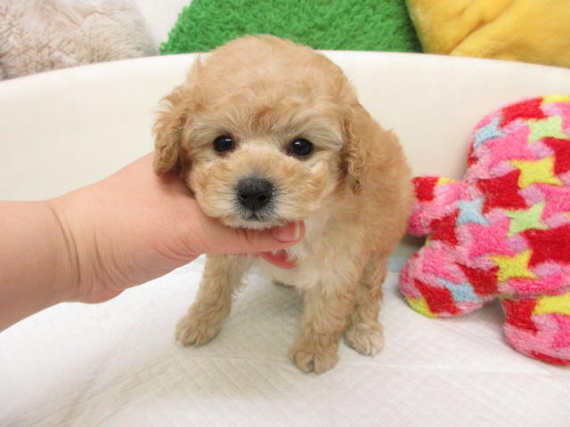トイプードル ブリーダー子犬出産情報 トイプードル子犬販売通販