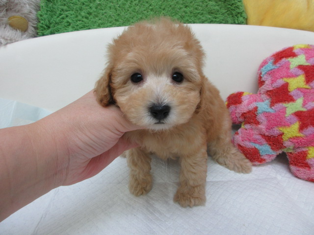 トイプードル ブリーダー子犬出産情報 トイプードル子犬販売通販