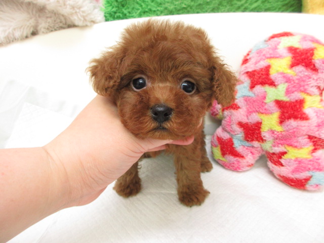 トイプードル ブリーダー子犬出産情報 トイプードル子犬販売通販