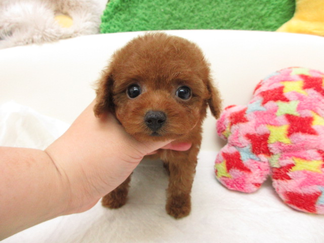 子犬ブリーダー オレンジハウス トイプードルブリーダー（トイプードル