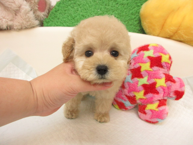 トイプードル ブリーダー子犬出産情報 トイプードル子犬販売通販